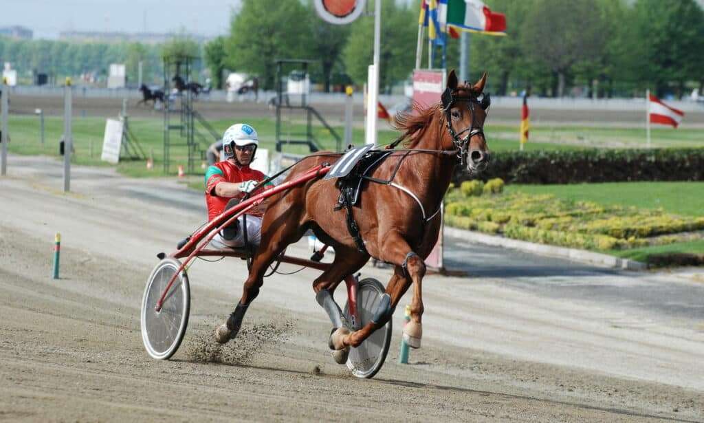 fantino a cavallo, trotto