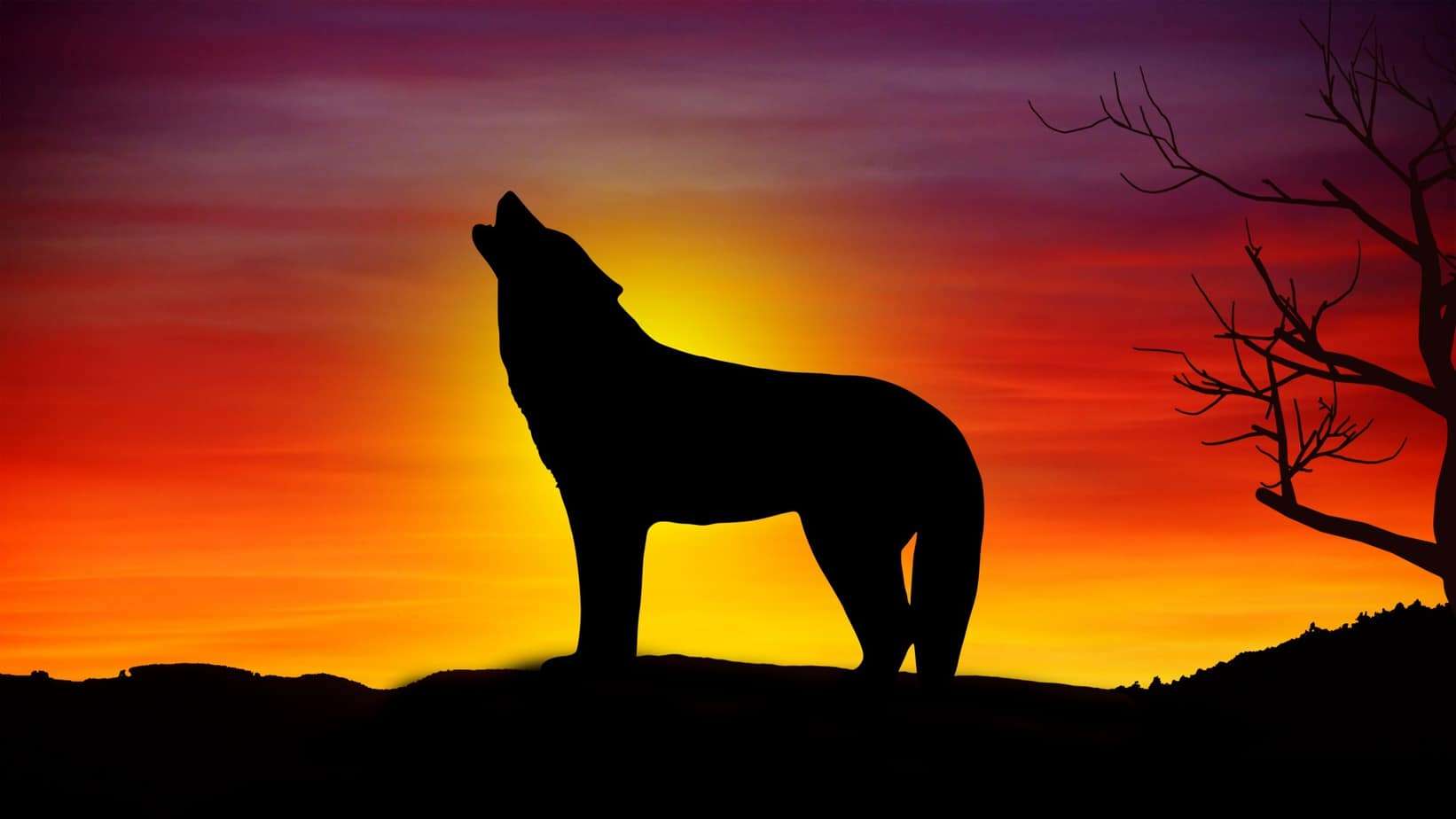 Wolf Gold Slot Machine: dove giocare, i migliori siti