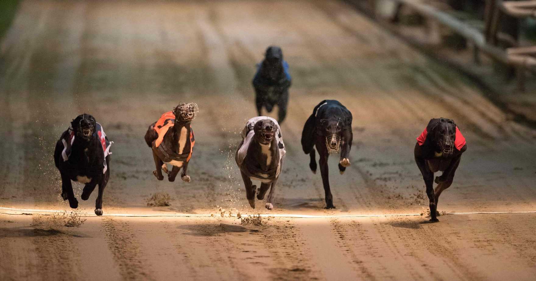 Scommesse virtuali Levrieri: come funzionano, dove puntare