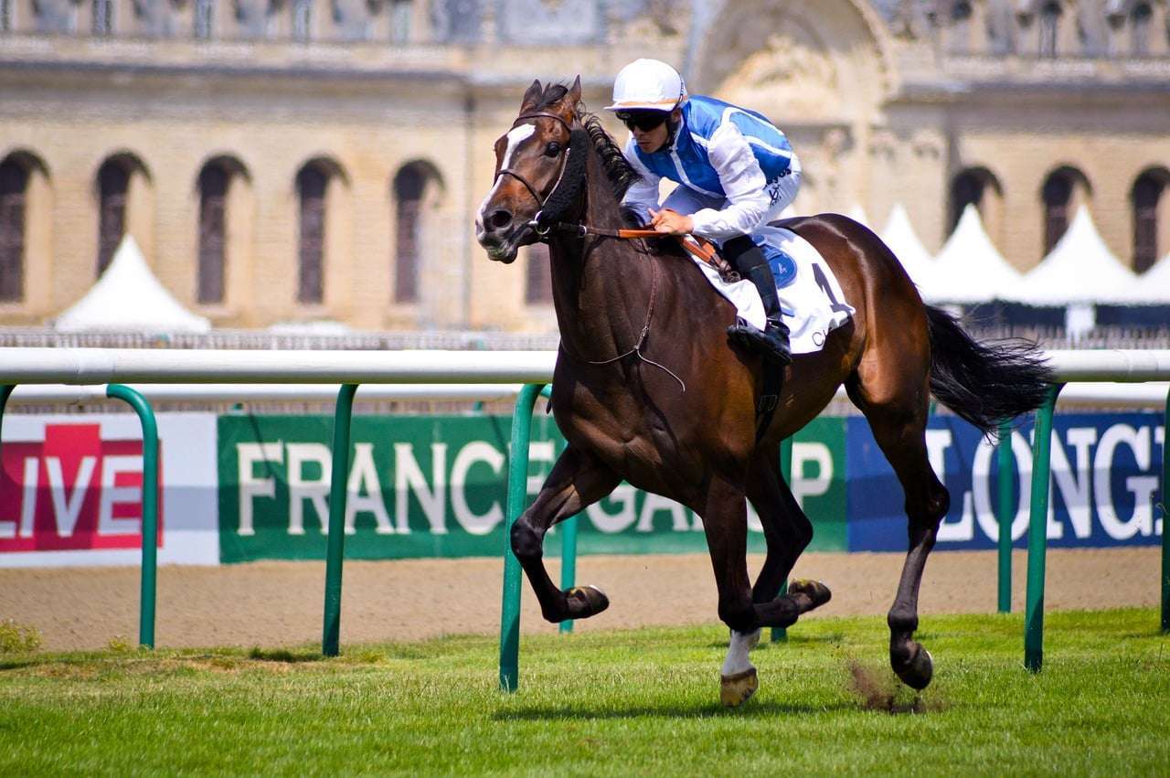 Scommesse Ippica: come sfruttare tendenze e statistiche